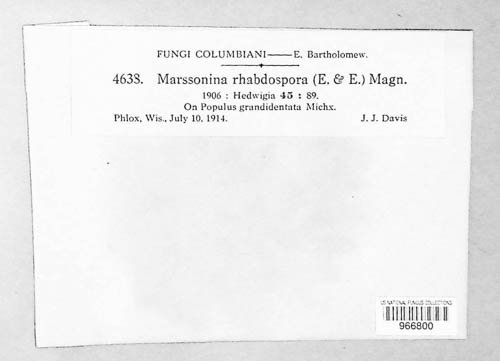 Marssonina rhabdospora image
